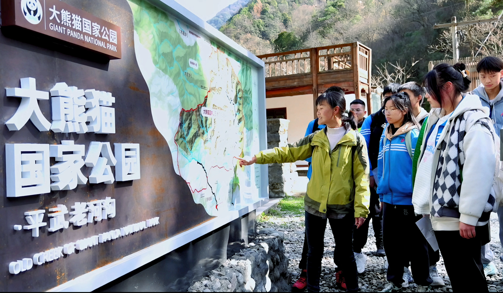 老河沟导赏员带领访客了解大熊猫国家公园（高村乡 供图）