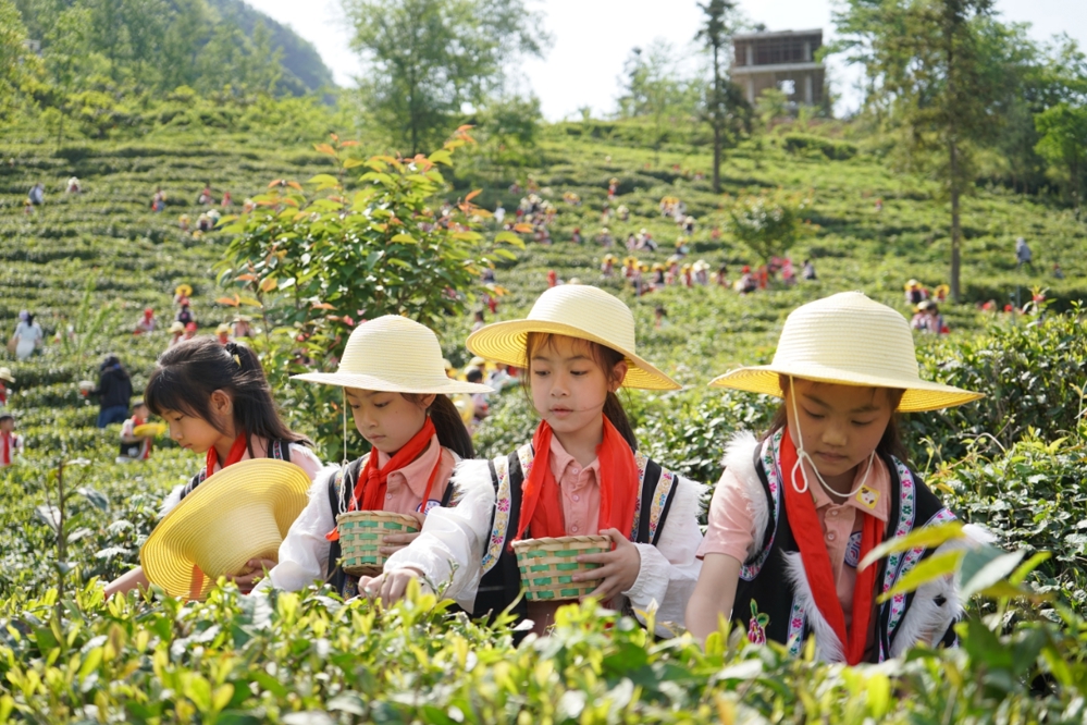 孩子们参加羌茶采摘研学活动