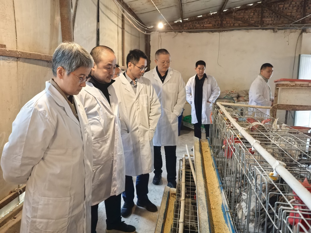 专家察看畜禽长势