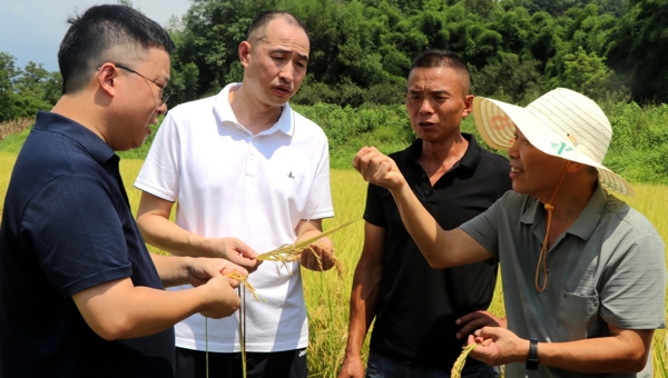 大竹54.6万亩水稻喜迎丰收 
