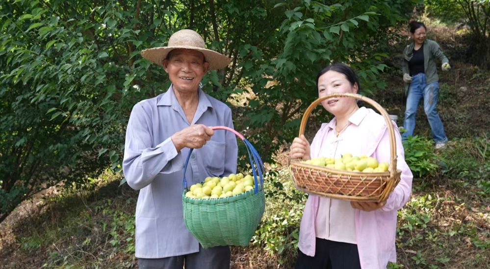 通泉镇青梅喜获丰收