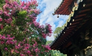 绵阳平武：红墙黛瓦映繁花！“深山故宫”百年紫薇盛放
