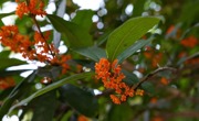 成都的第一波桂花来了 谁已经闻到花香了？