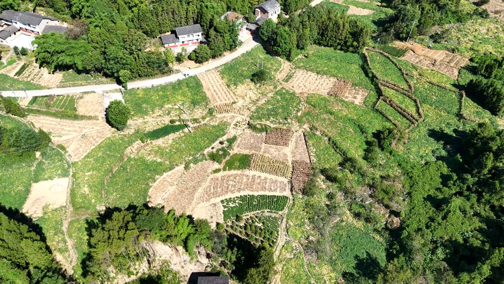 八渡乡高山辣椒种植基地
