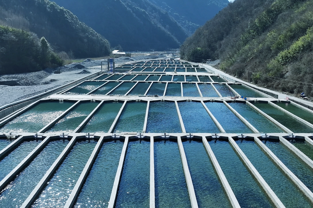 黄羊关藏族乡虹鳟养殖基地