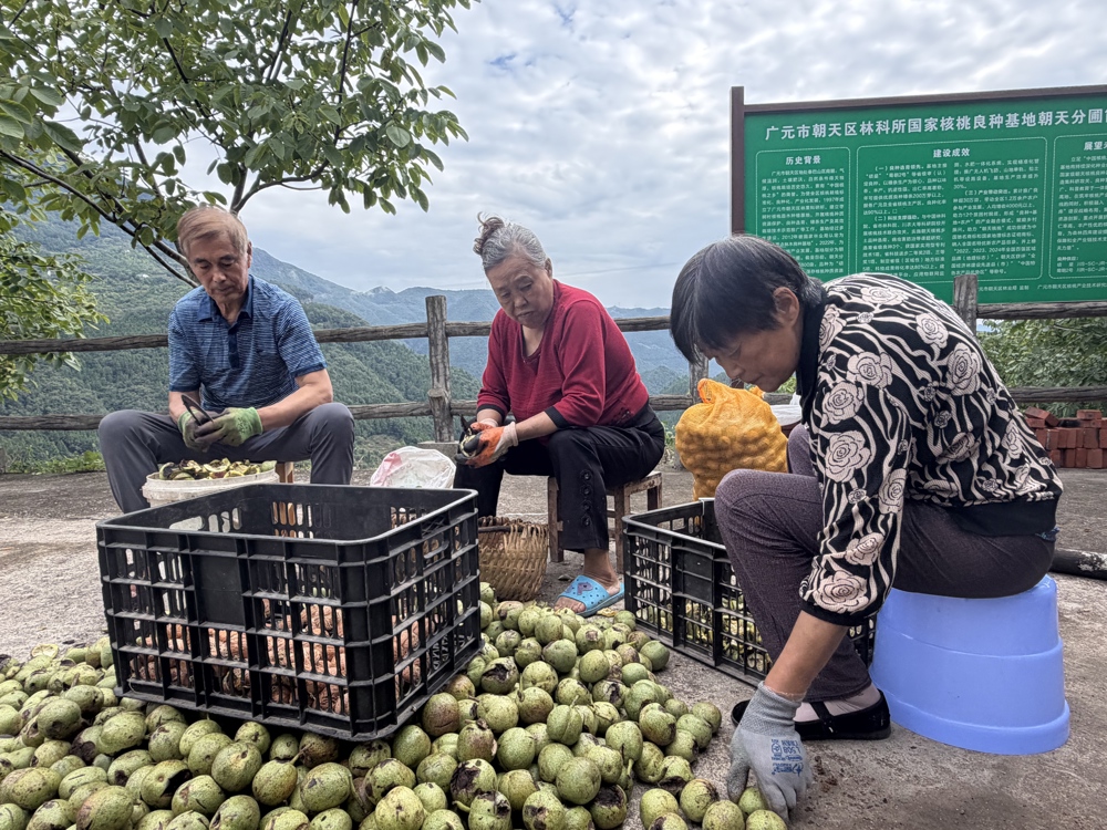 村民正在进行核桃去青皮