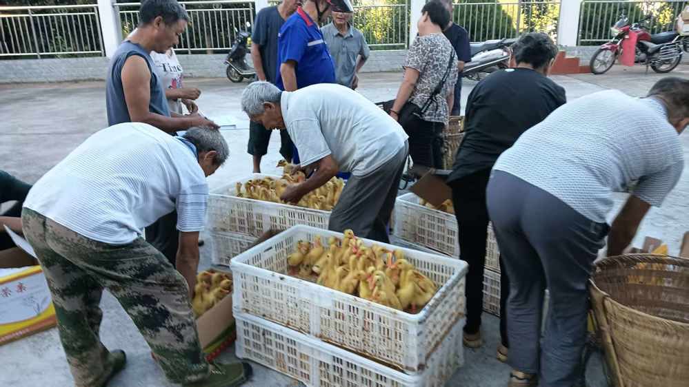帮扶鸭苗发放现场
