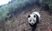 美姑大风顶再获多组野生大熊猫珍贵画面