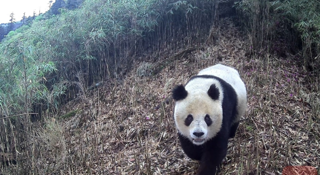 美姑大风顶再获多组野生大熊猫珍贵画面