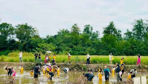 “金种子”已然播下，成都启动第二批乡村首席运营师培养