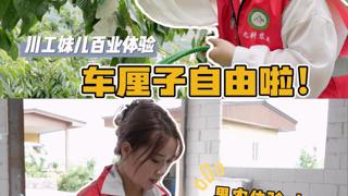 汶川车厘子“”拍了拍”你：季节限定上市啦！开炫！#vlog #果农 #大樱桃