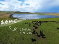 政企携手促产业变革 四川牦牛乳制品企业红原菊乐让牧民奶源走向全国