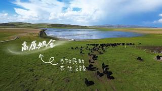 政企携手促产业变革 四川牦牛乳制品企业红原菊乐让牧民奶源走向全国